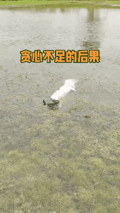 鱼之大一口吞不下… 🥲