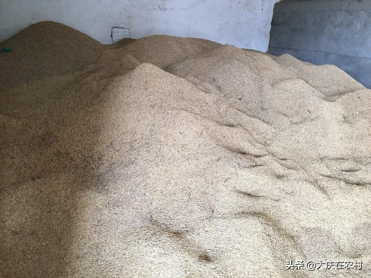 #扶贫达人在行动# 河南省，南阳市，桐柏县
水稻从开始刚下来的1.1毛多钱一斤
