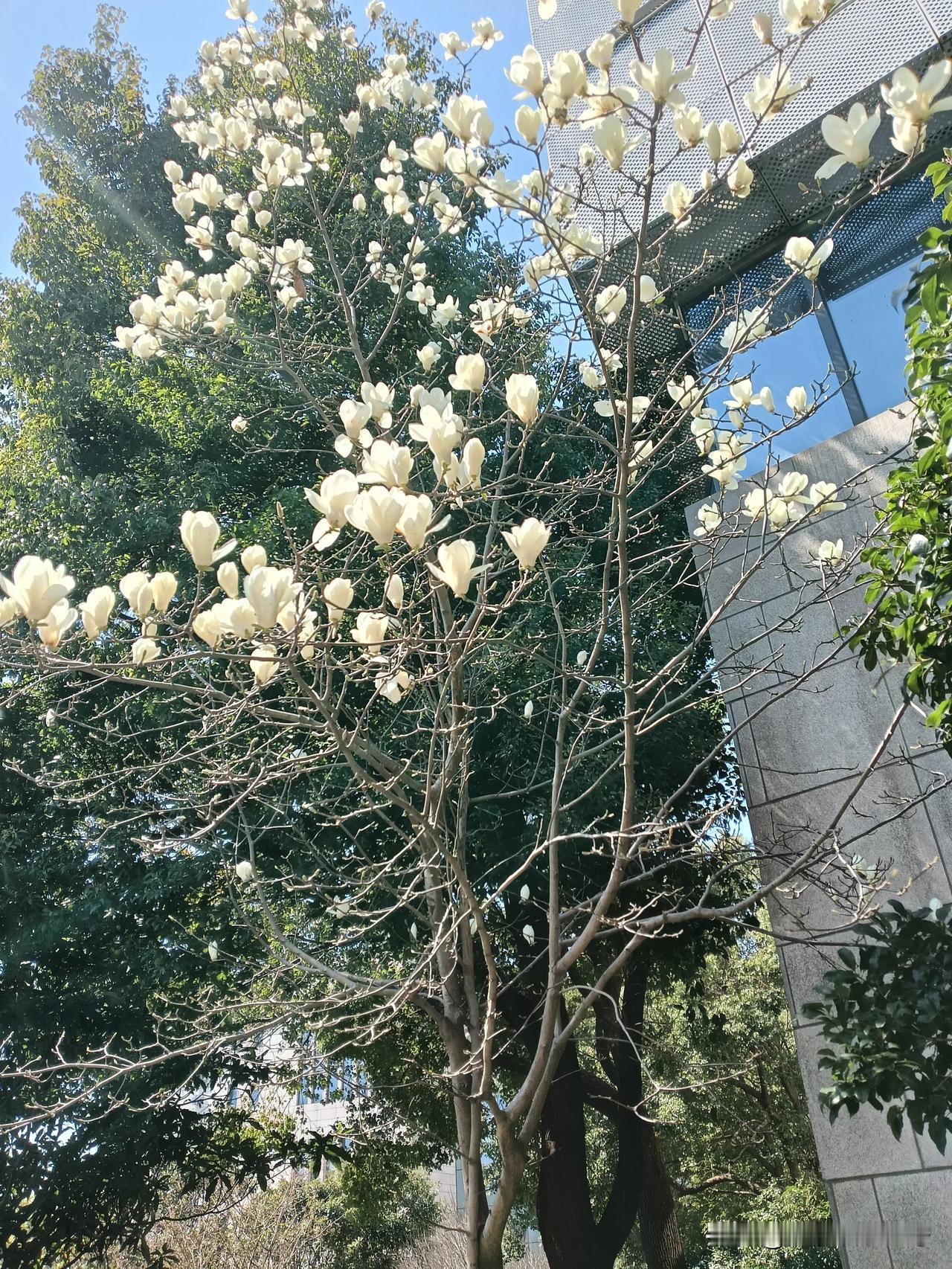 春日生活打卡季春暖花开，抬头便是花海[比心]