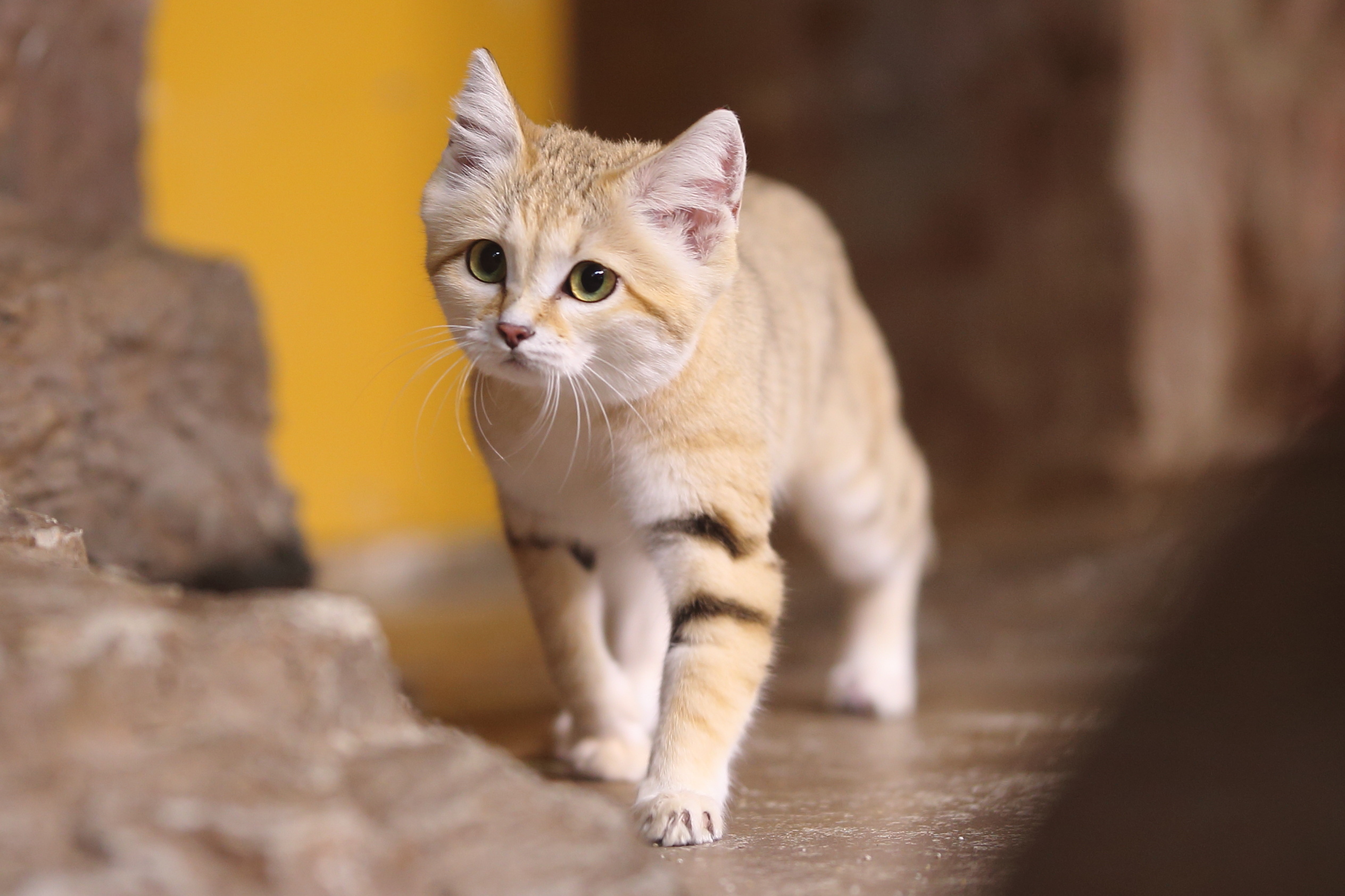 是方形的傻猫~好吧人家叫沙猫[doge]【推：Tofu_yomogy】 ​​​