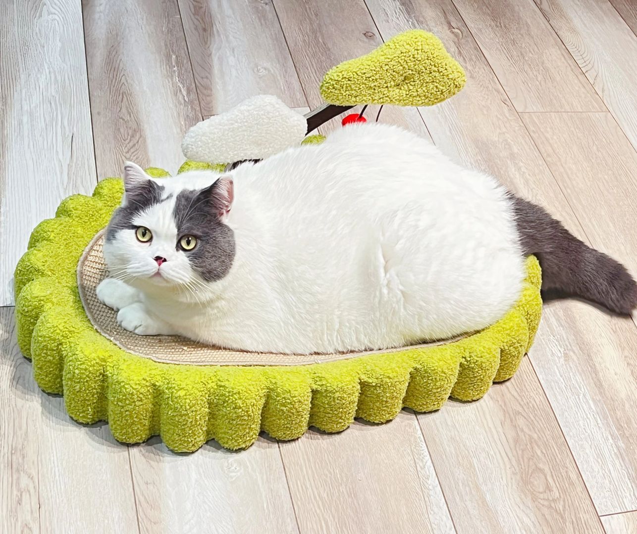 绿树底下有只18斤的猪猫🐷🐱🌲