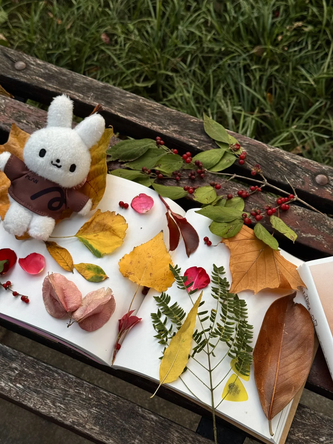 live实况… 在济南泉城公园 捡个秋～ 🍁🐿️🧡