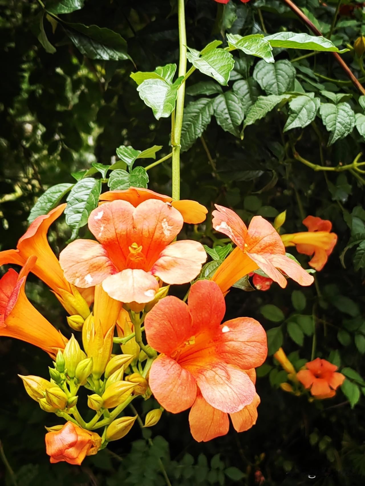 家乡的山、家乡的水，家乡的月儿最明、家乡你最美。我的家乡石家庄，它从不起眼的城市