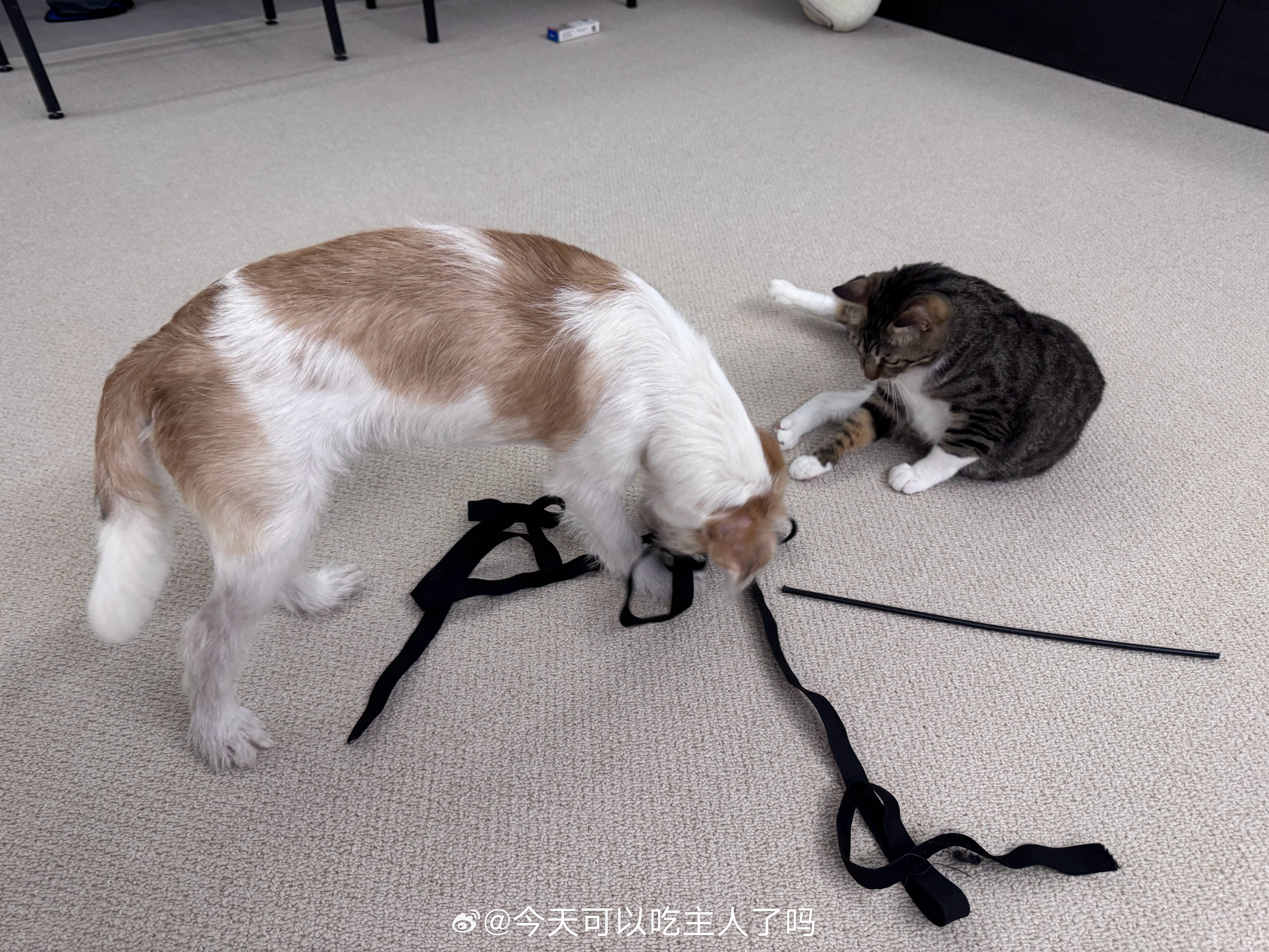 小萌宝变纳米萌宝 ​​​