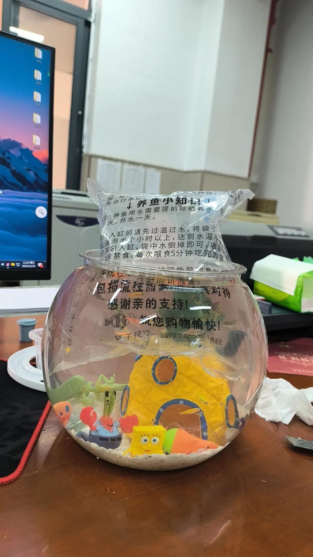 萌宠日常记录🐟儿