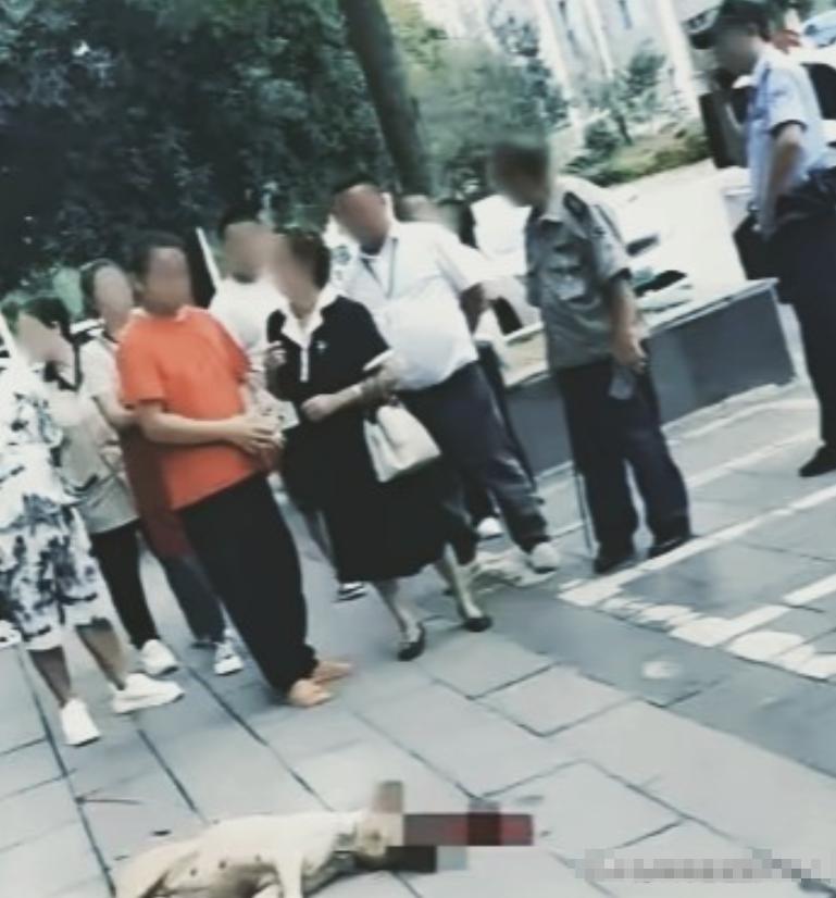 “太解气了！”四川街头，一条没拴绳的大狗扑向路人大哥，照胳膊就是一口，大哥没躲没