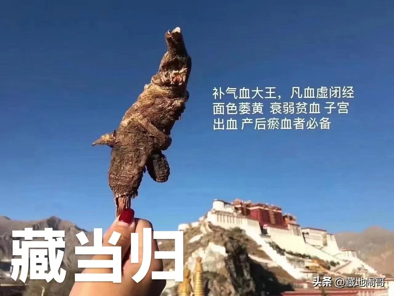 【藏当归】为补血第一要药，具有补血养血、活血祛瘀止痛、温经散寒、治疗虚寒腹痛，乏