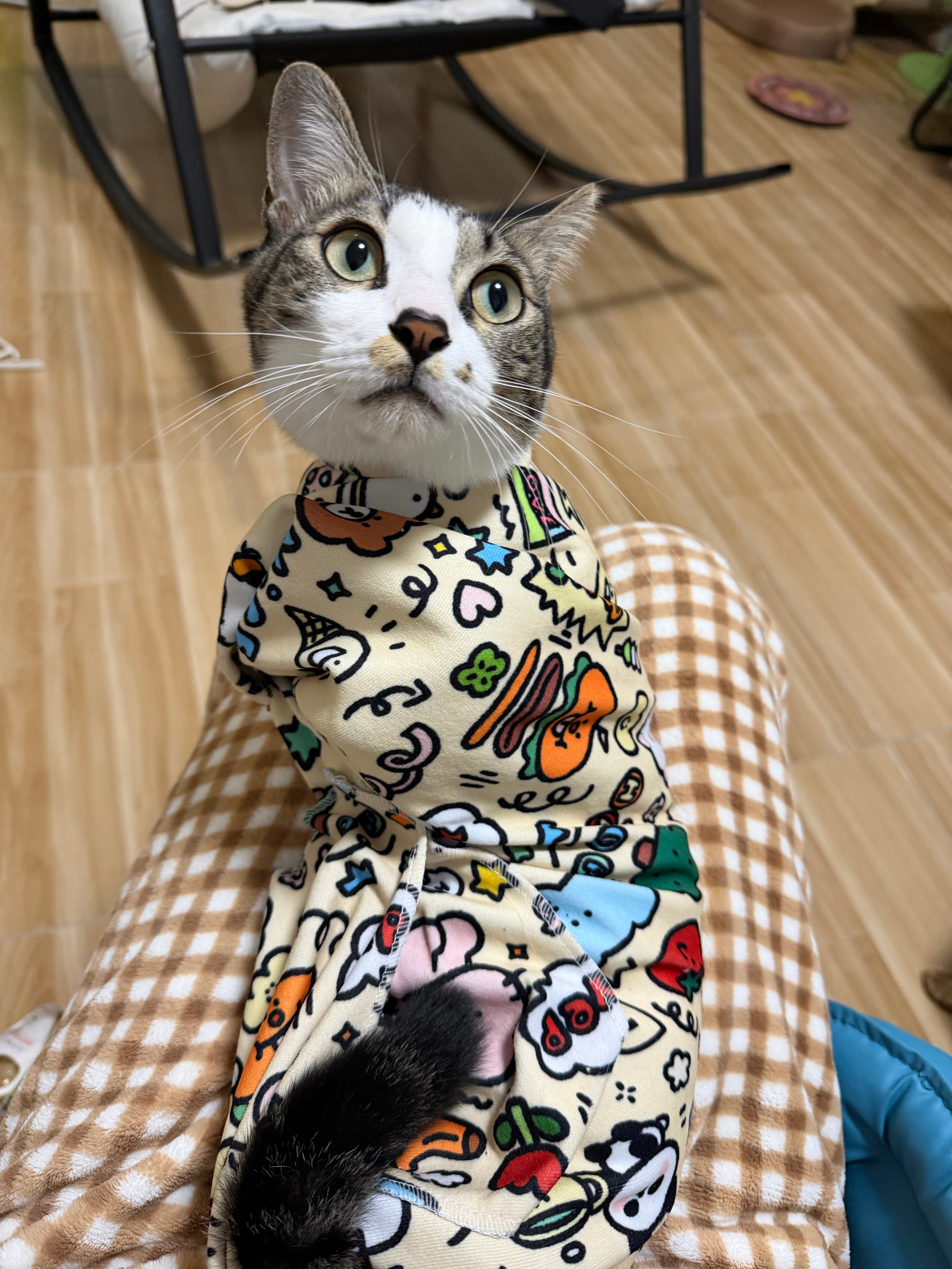 养宠家庭需要哪些空调功能小助理6宠家庭3猫3鹦鹉对空调最大的要求就是三点：1.不