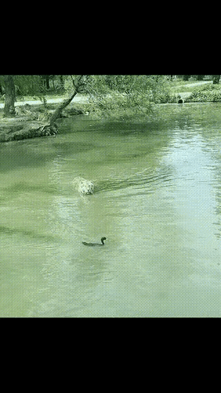 水中消失术
剩下老虎在水中蒙圈
懂水性
关键时刻是真的可以救命的