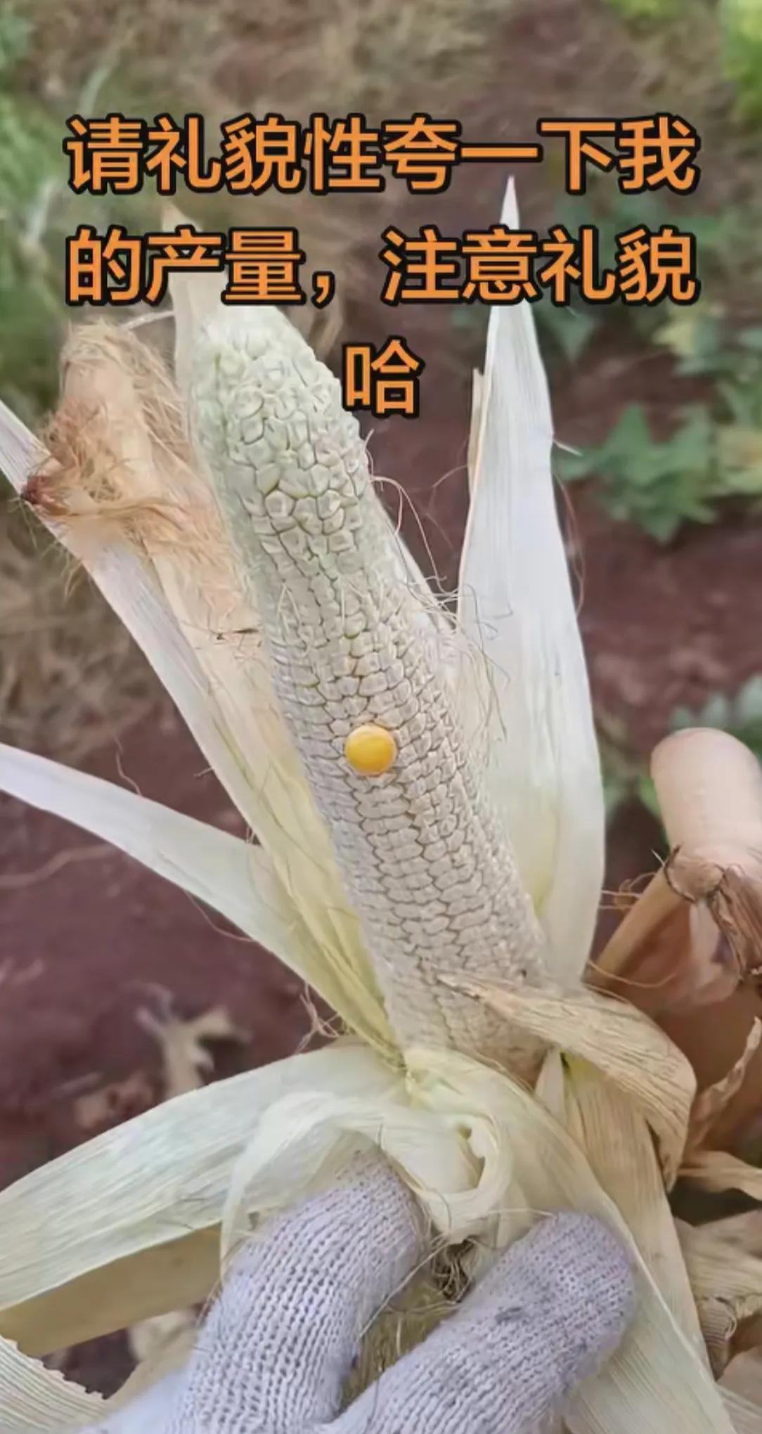 这样的劳动成果，谁还有能力夸奖一下我就服你了！？