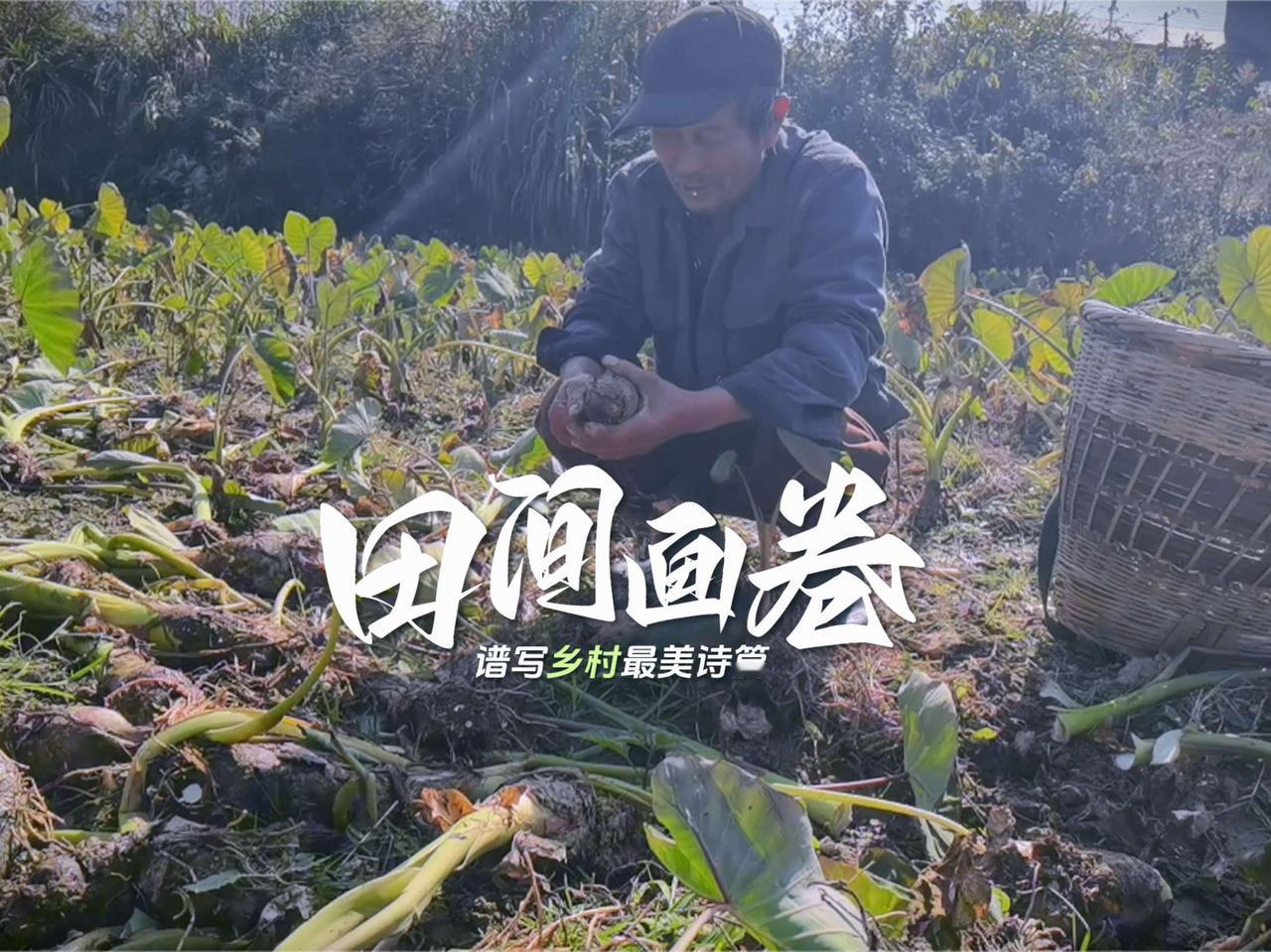 香芋上市已经一个多月了，现在更加粉香，吃法多种多样，下火锅、做甜品、当饮料、蒸、