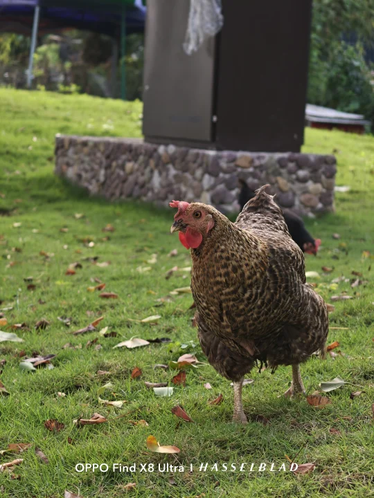 在灵渠景区和散养公鸡🐓零距离接触