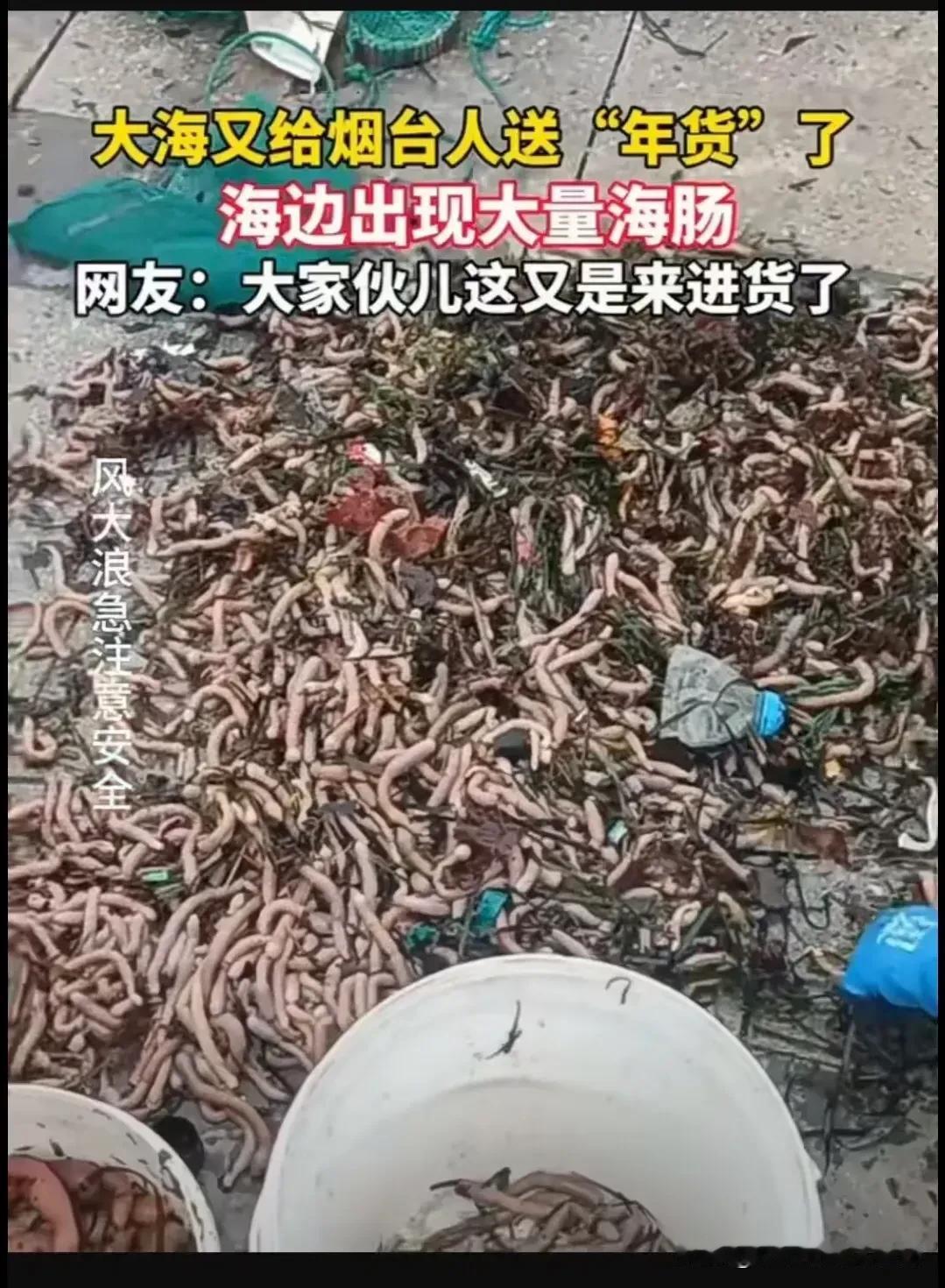 2月22日，地标山东烟台，大海又给烟台人送“年货”来了！这一下出动了大量的“捞海