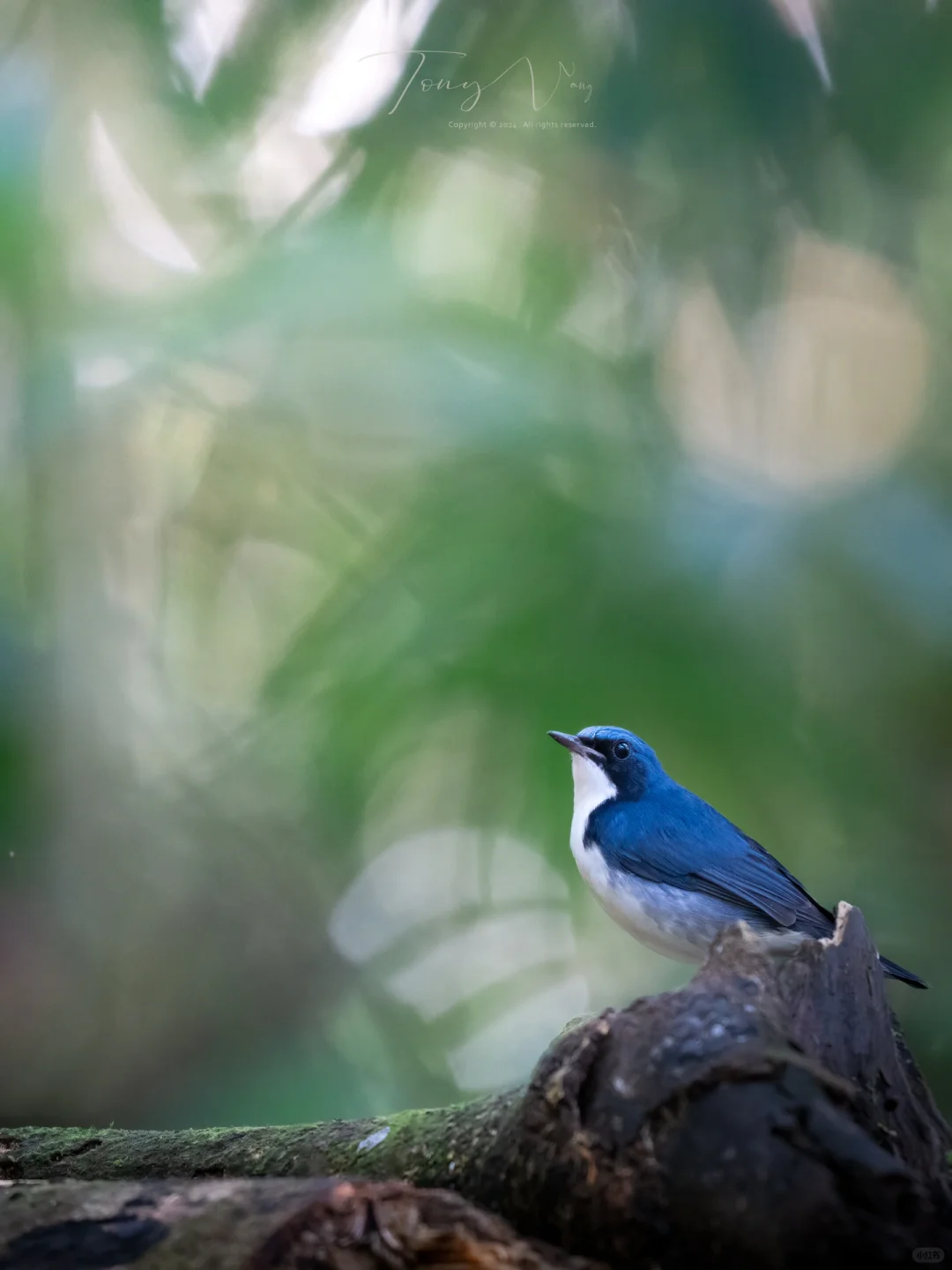 在万里之外的婆罗洲，我看到了老朋友...