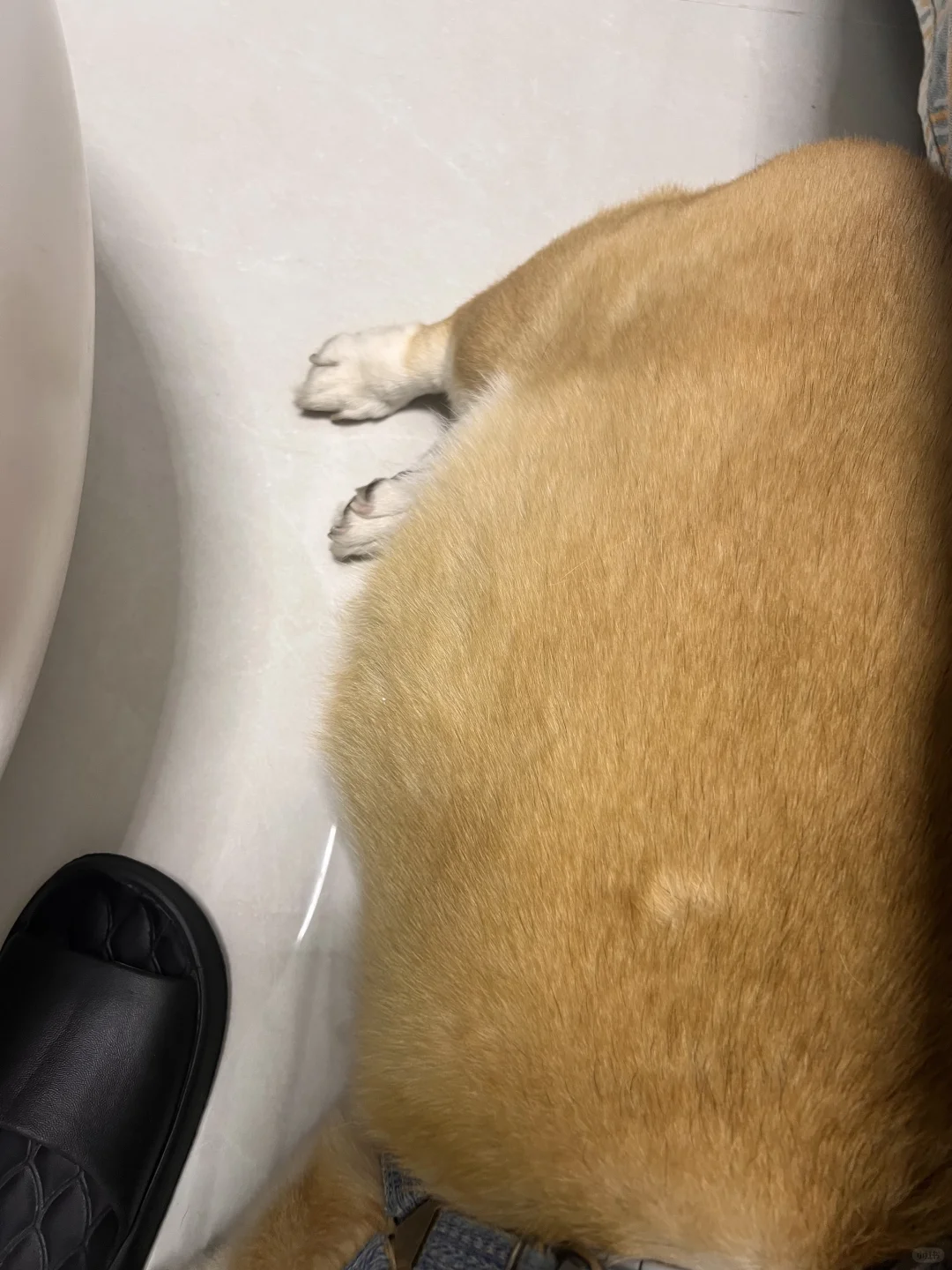 没人跟我说过公狗也会怀孕啊？！