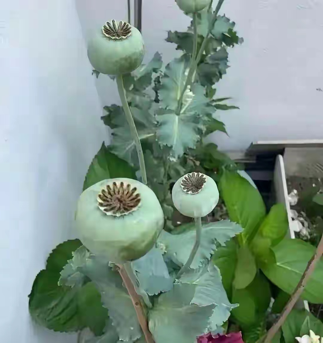 这啥花？ 