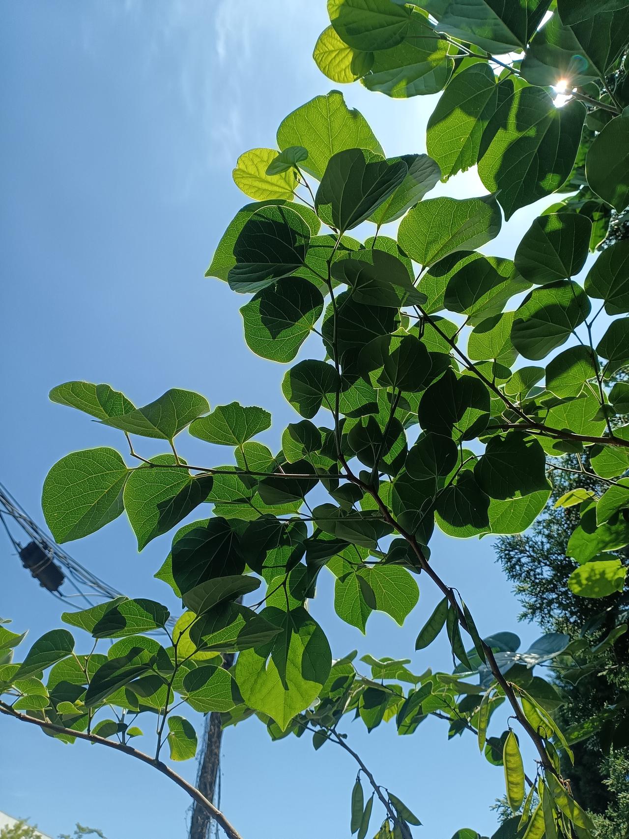 晴蓝长空澄澈透亮，阳光穿过紫荆翠叶，枝叶缀着细荚，满眼鲜活盛夏绿意。
