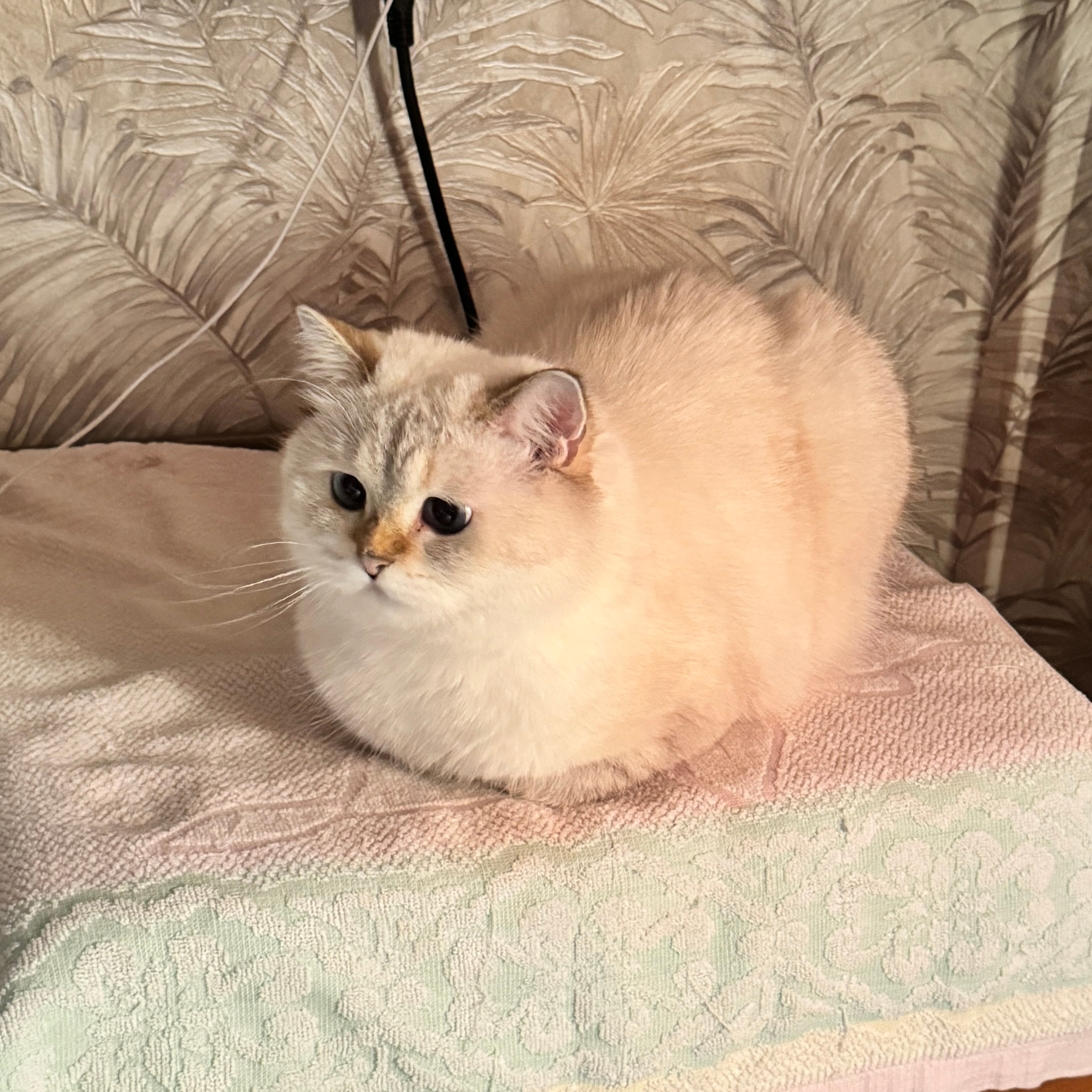 面包👉🏼面包长脚#leo修猫# ​​​
