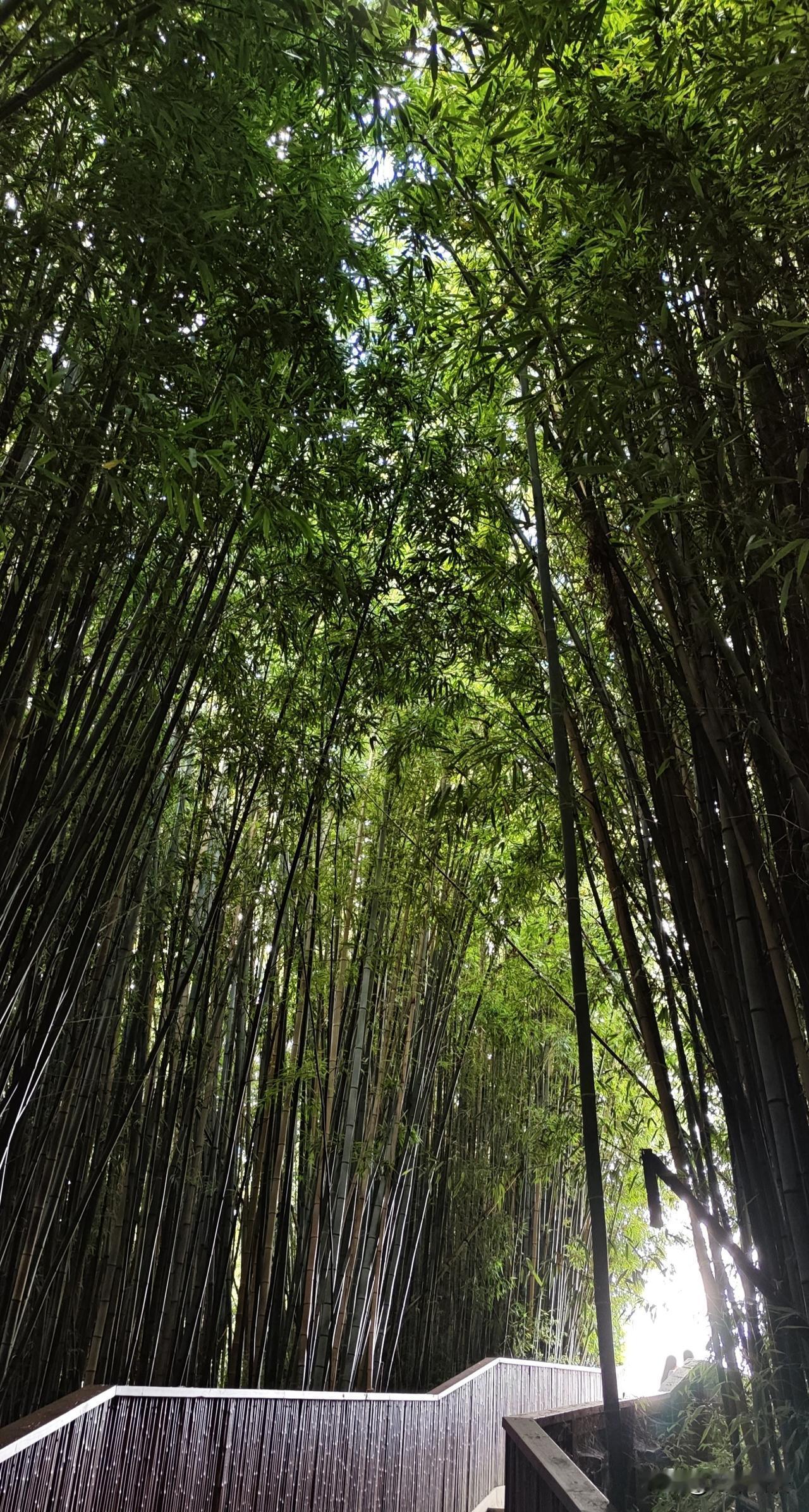 上联：残荷卧水悲秋意，
下联：新竹破土淋春光。