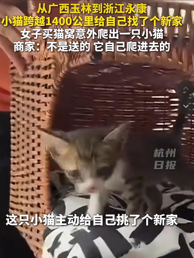 8月19日报道浙江，一女子网购了个猫窝，包裹从1400公里外的广西发货。然而就在