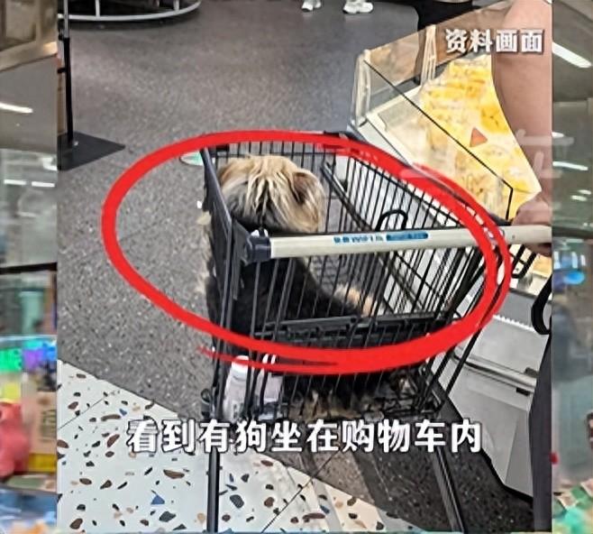 最近江苏无锡发生了一件事，在当地一家盒马鲜生超市里，有消费者看到有人把狗直接放在