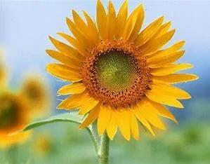 小区里的人都知道，3号楼一单元402住着一位独居老太太。老人姓周，七十多岁，老伴