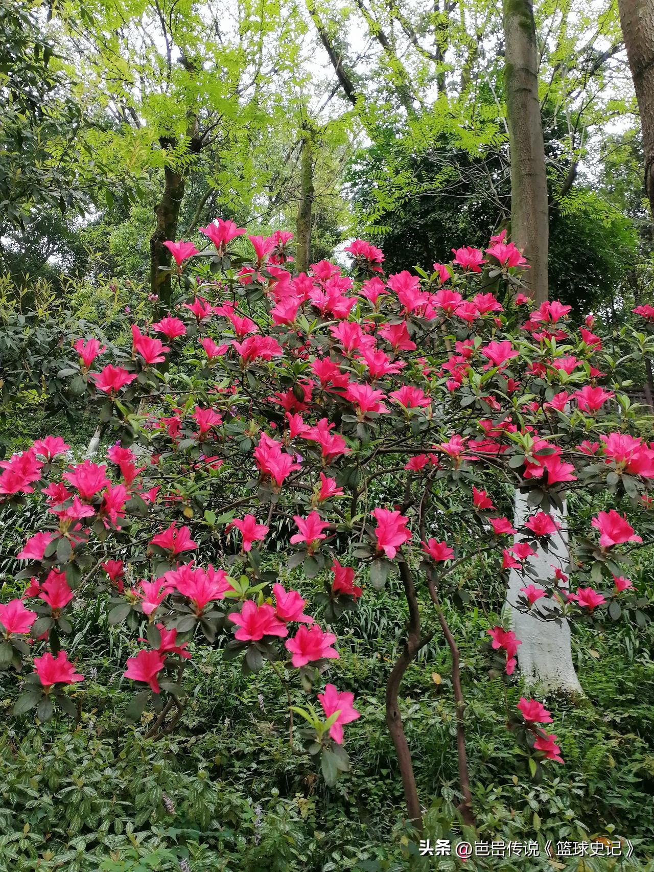 看看你相册里最近拍的花