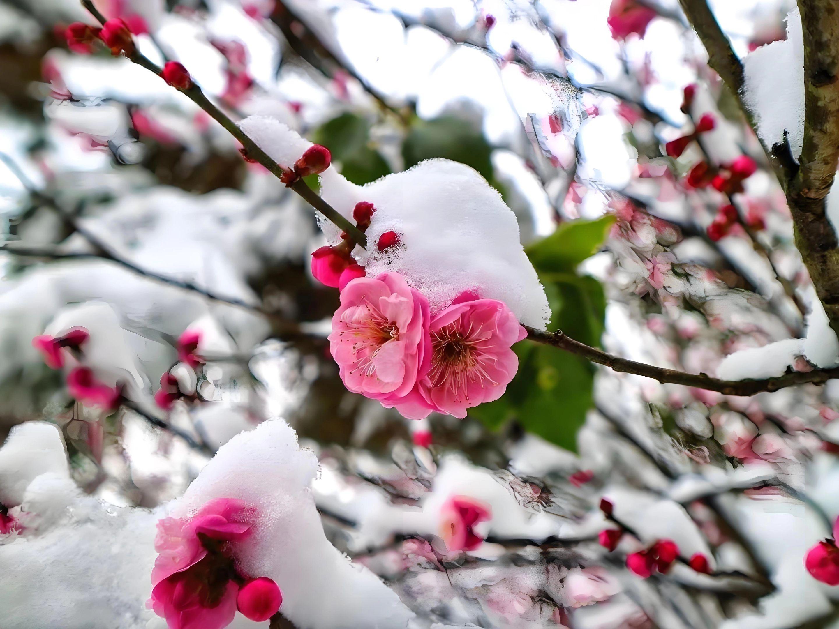 中国的十大名花之首，与兰花、竹子、菊花共同被誉为四君子。同时，它还与松...