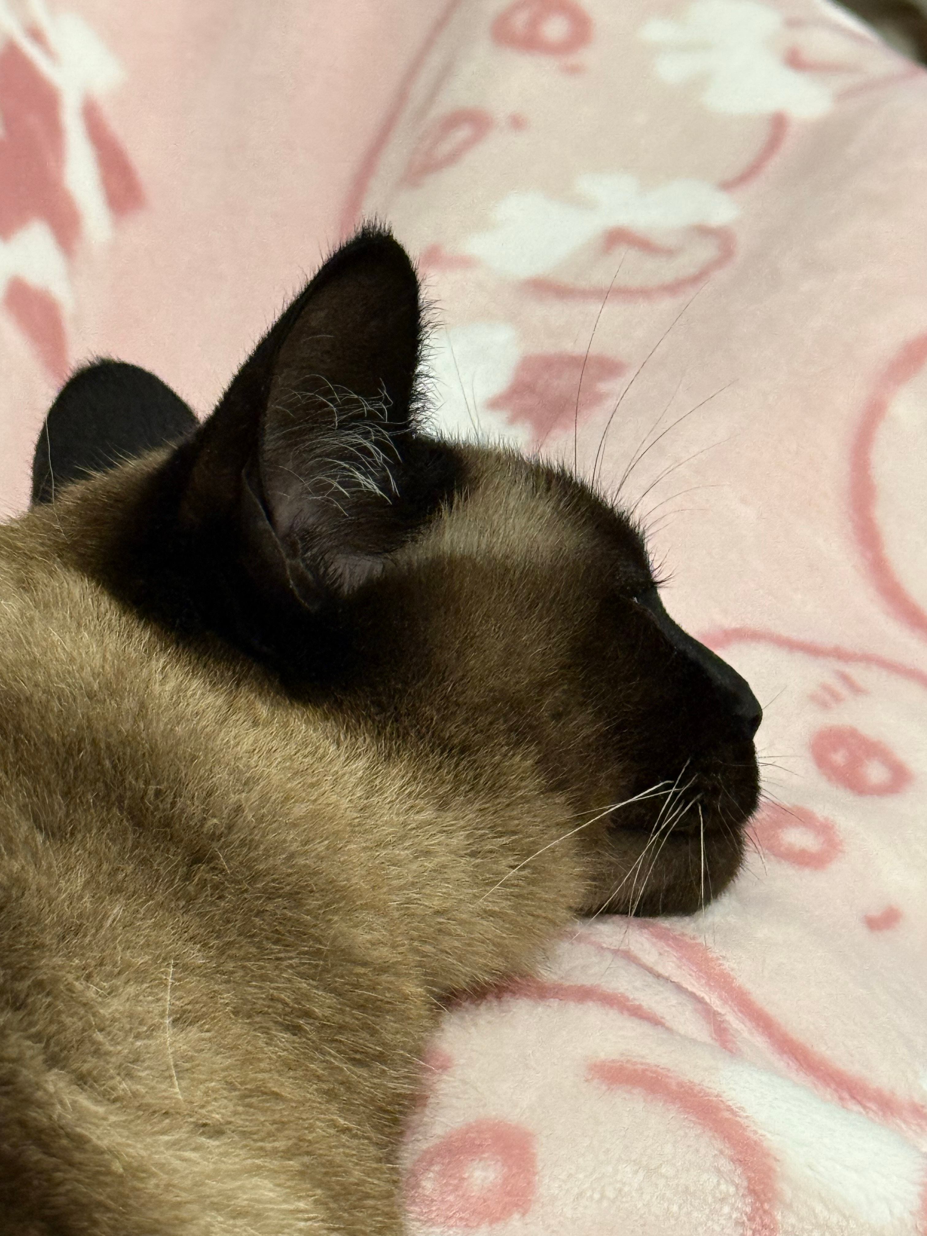 睫毛长长的眼睛圆圆的脾气很好的皮蛋公主大人 