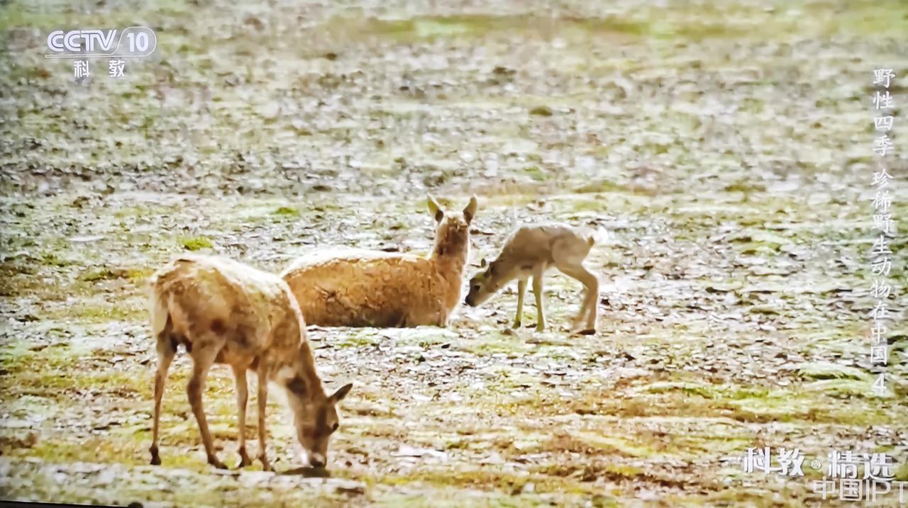刚才看央视十套“科教节目”：藏羚羊1分钟出生，3分钟站立，5分钟颤颤巍巍行走，1