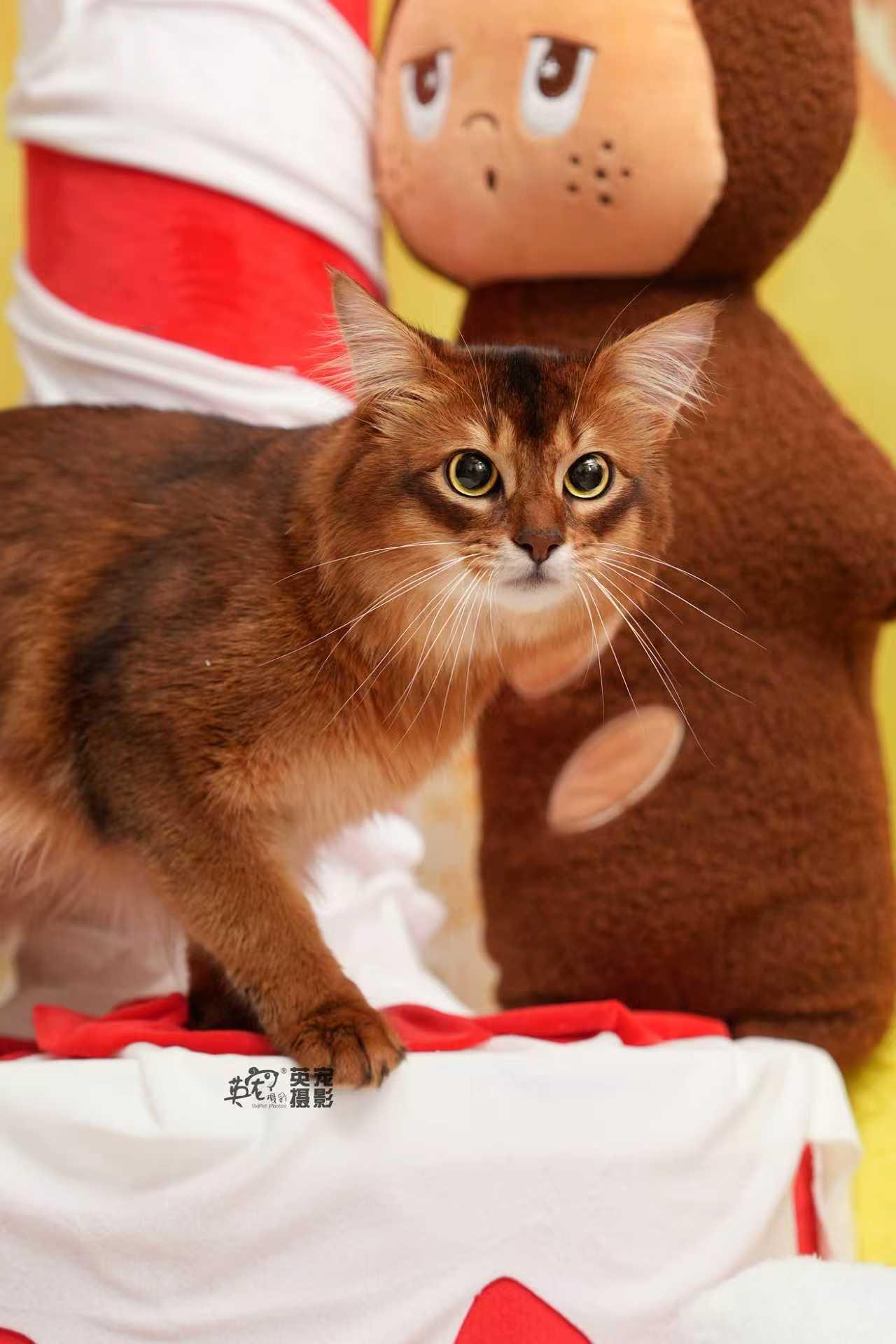 星星喵来啦！
超级无敌可可爱爱
【北京+上海】同步上新🤩