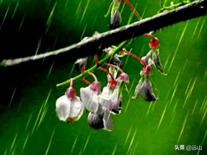 春雨浴桃花，绿柳春燕飞。云南各地春雨绵绵。春雷巨响，春季喜降小到中雨，春雨对森林