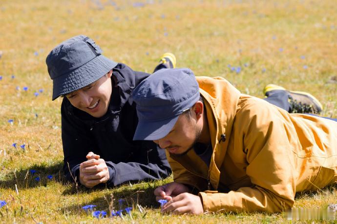 胡歌形容的藏狐好可爱 胡歌趣谈藏狐“捉迷藏”，尾巴屁股全暴露，头藏草丛以为隐形！