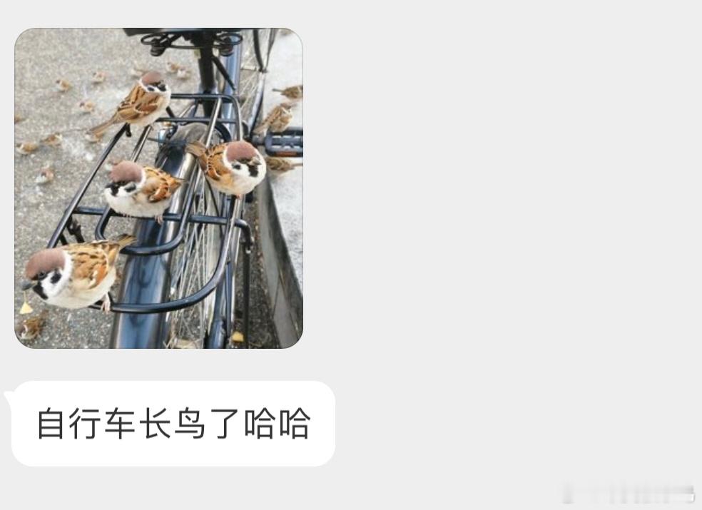 圆滚滚的小麻雀 ​​​