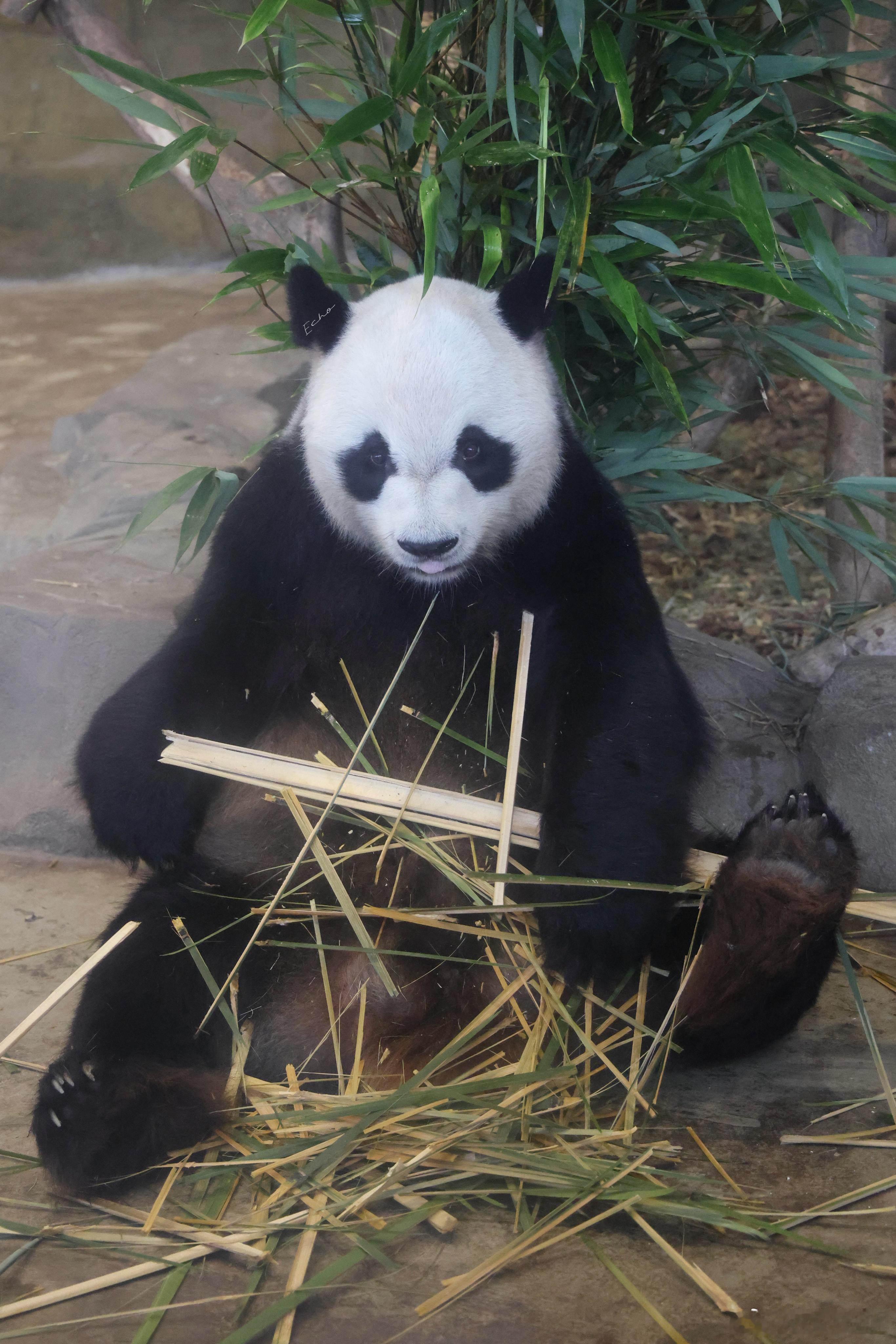 大熊猫缘小  8.6小小的生日会，流程清晰。出门沿途吃果果，第一阶段先去吃主食。
