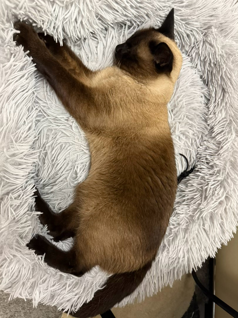 天天下雨☔️猫猫睡觉💤 