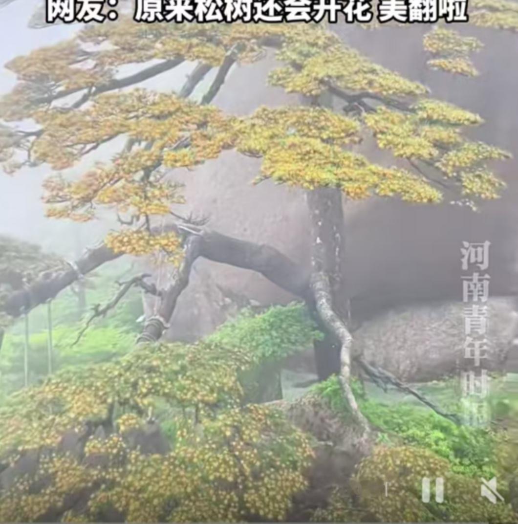 安徽黄山玉屏楼东侧，悬崖峭壁之上，那株破石而出的千年迎客松最近换了新装。没有绿叶