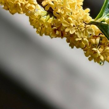 桂花的种植方法  一、选择时间：在种植桂花之前，有必要知道最合适的时间，春天更适