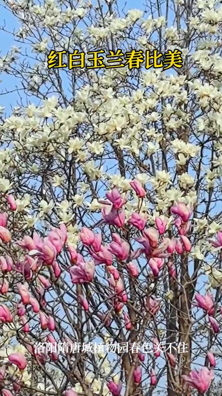 红白玉兰春比美，洛阳隋唐城植物园春色关不住。