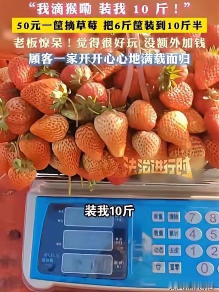 安徽临泉，一女子带着孩子们去摘草莓，老板说50元一篮子，万万没想到，女子竟在篮子