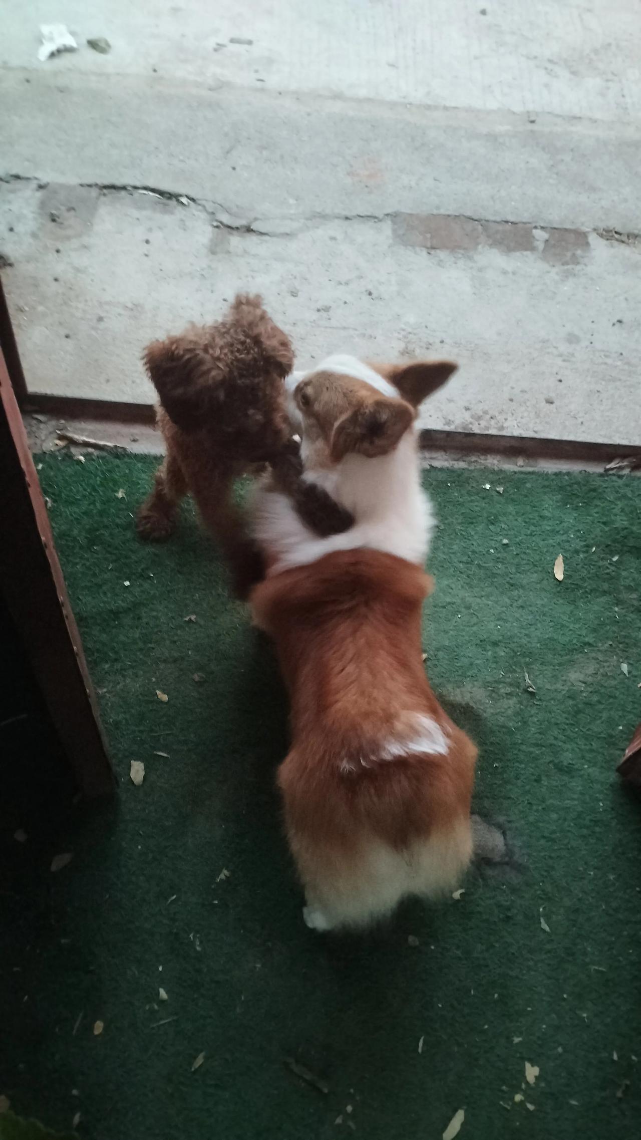 小不点是流浪狗，很厉害咬我家的狗宝宝