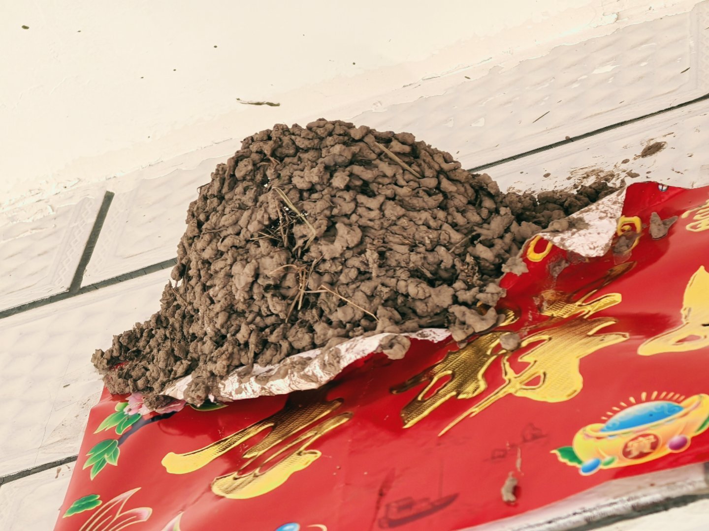 在对联上建立鸟巢（违建➕危建） 我发现小燕子自己做的居然很有规律很紧密很有流动感