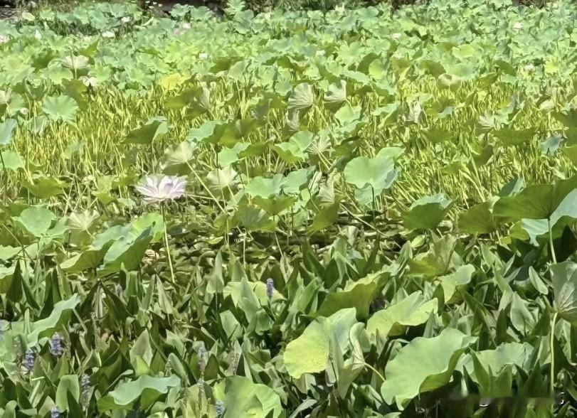夏日生活打卡季满池青荷层层叠叠铺展水面，一叶粉莲亭亭立于翠叶之间，细碎紫花点缀其