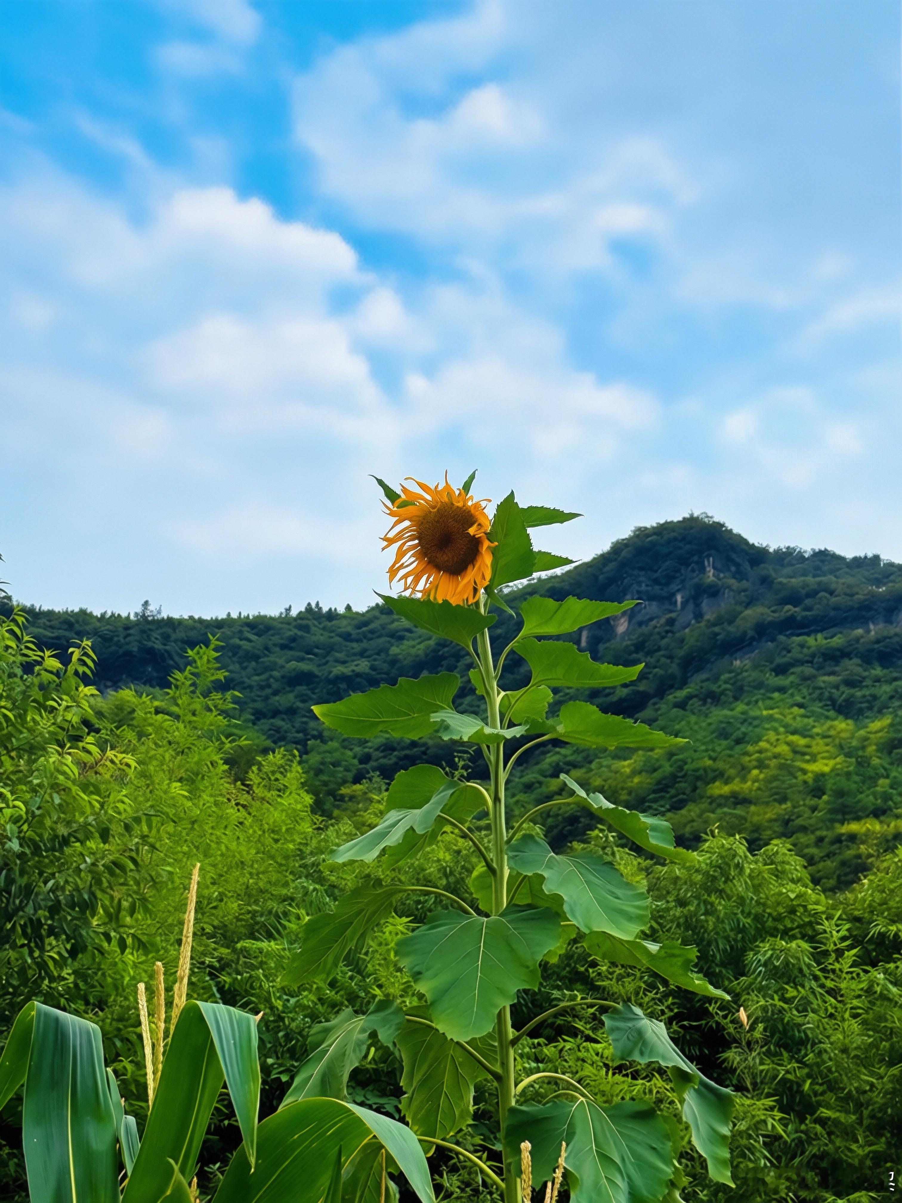 本意是去避暑，顺便收获开心。周末逃离火炉重庆，去了贵州尧龙山，爬了9999层台阶