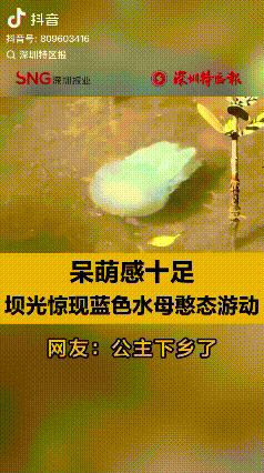 “解释不清了！”广东深圳，一男子在坝光水域发现一只淡蓝色水母，一开始还以为是孩子