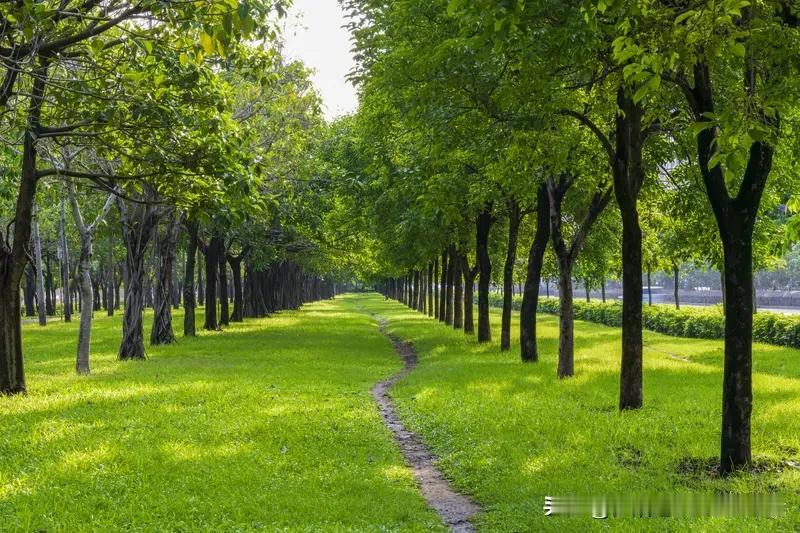 夏日悠景
红瓦亭亭夏日长，
绿树阴阴好纳凉。
微风轻拂心自爽，
蝉鸣声声伴书香。