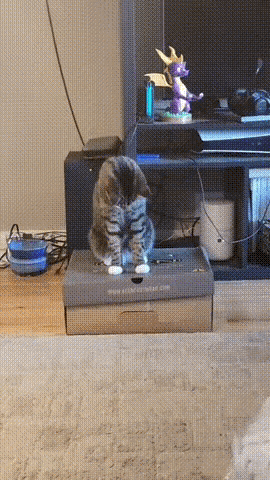 不敢相信。
一个那么小的孔，
一只猫可以穿过去？