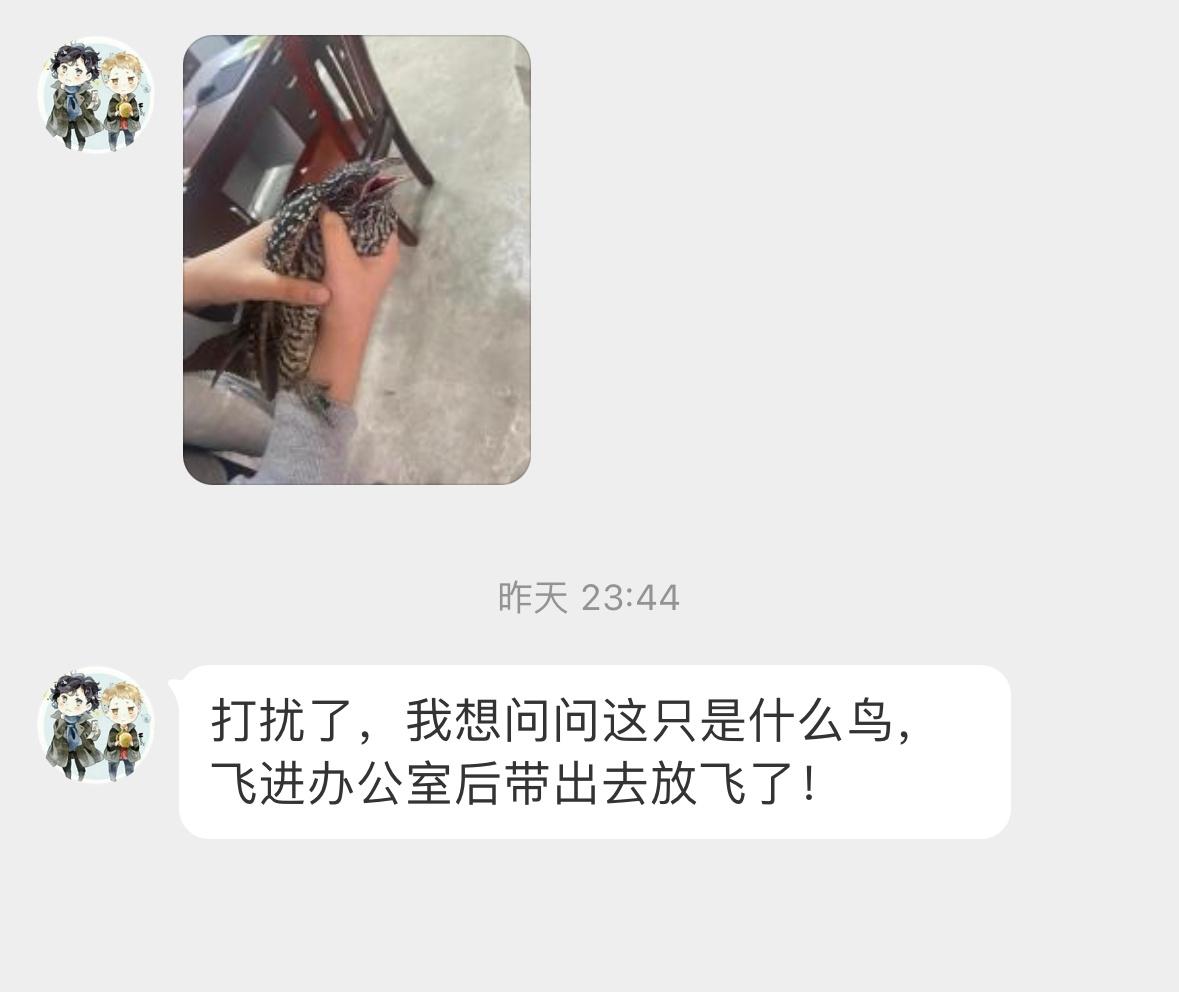 #鸟粉投稿# 把握良鸡环节飞办公室的【噪鹃】已经放飞啦！ ​​​