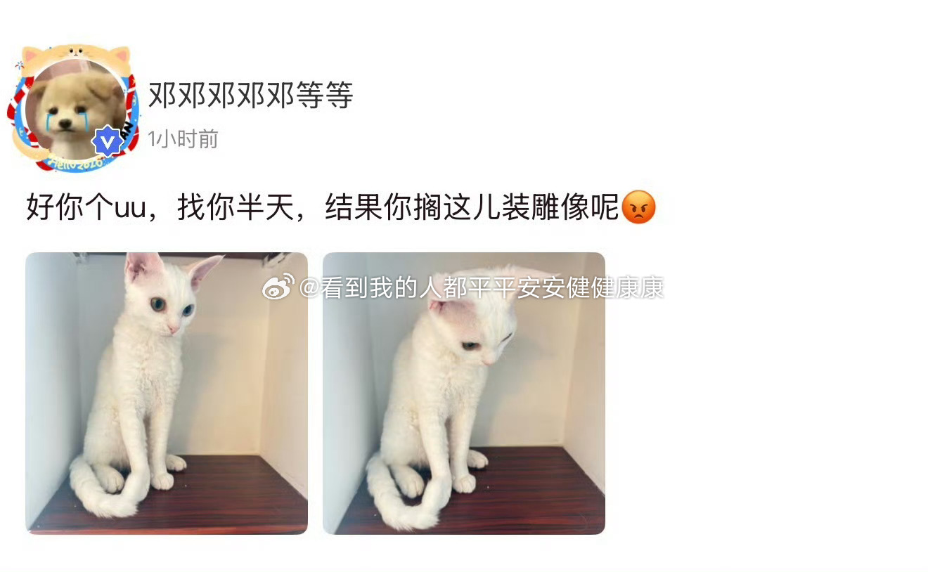 邓佳鑫高会更新哇塞小猫咪好萌呀 