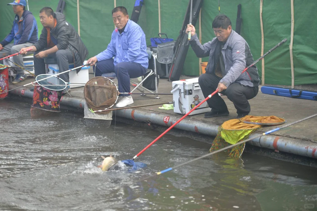 黑坑暖棚鲤鱼的4个垂钓要领，提高垂钓效率